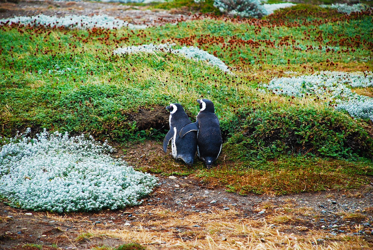 magellan penguins love bff free photo