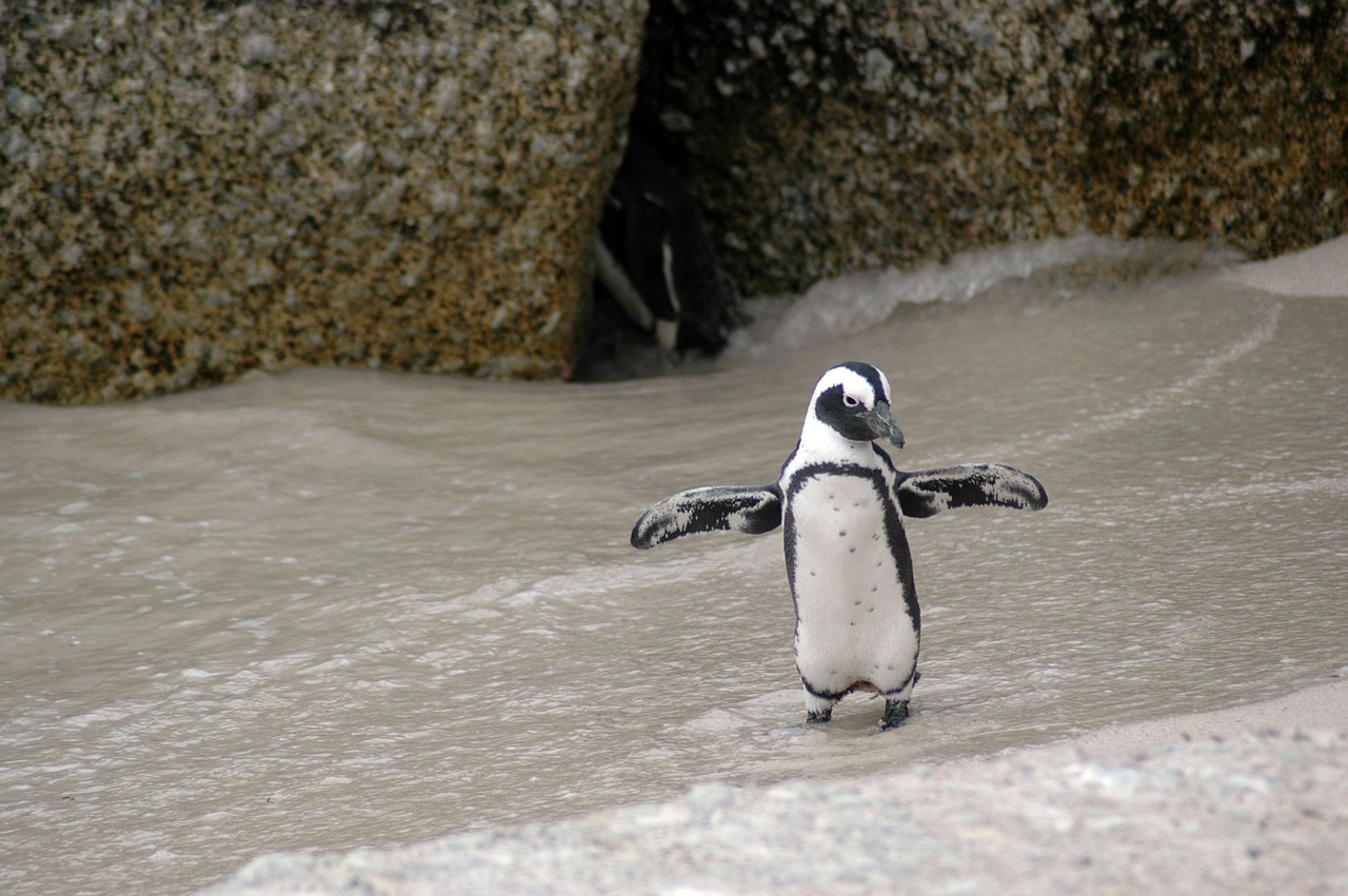 magellanic penguin spheniscus magellanicus bird free photo