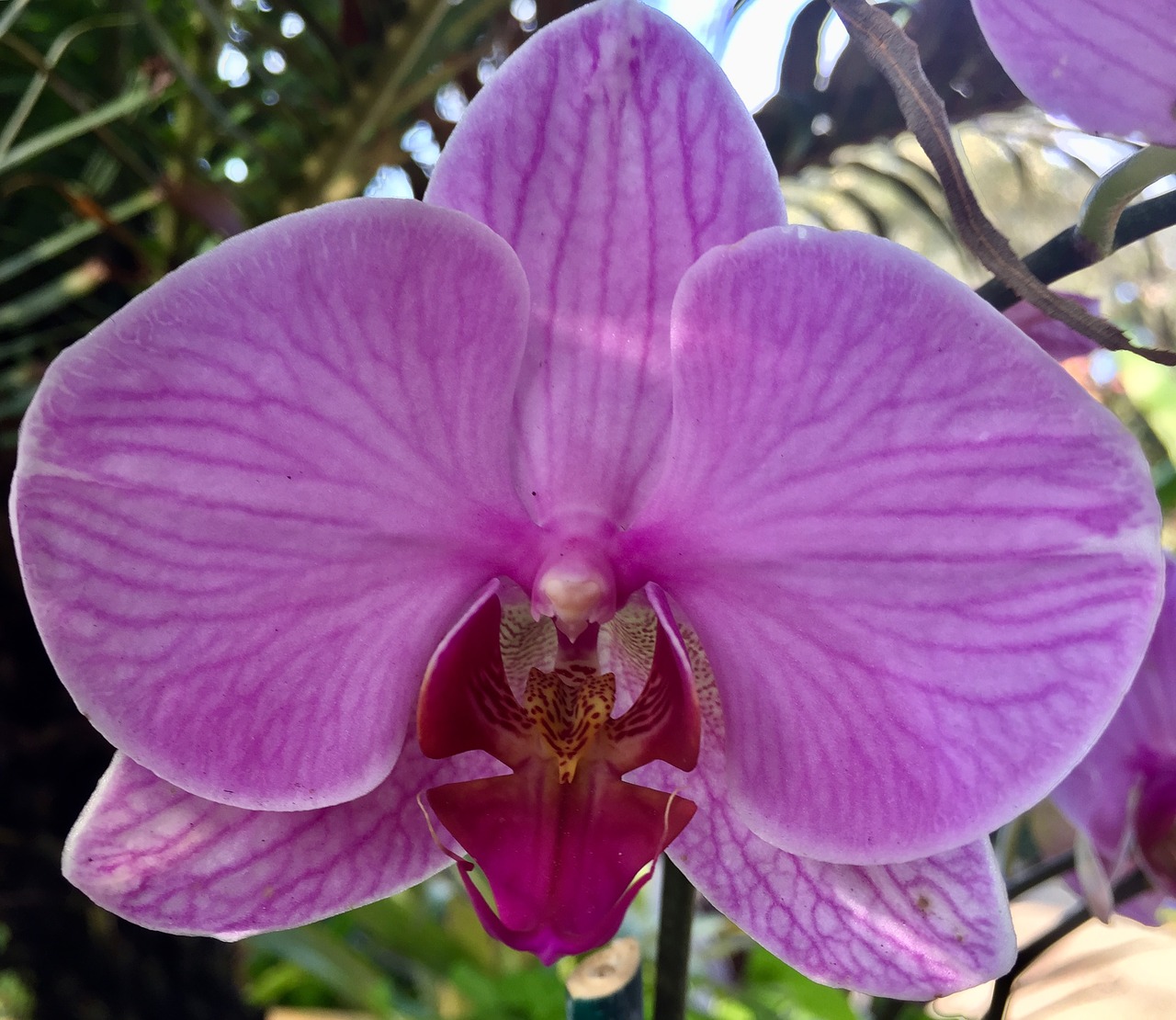 magenta orchid orchid botany free photo