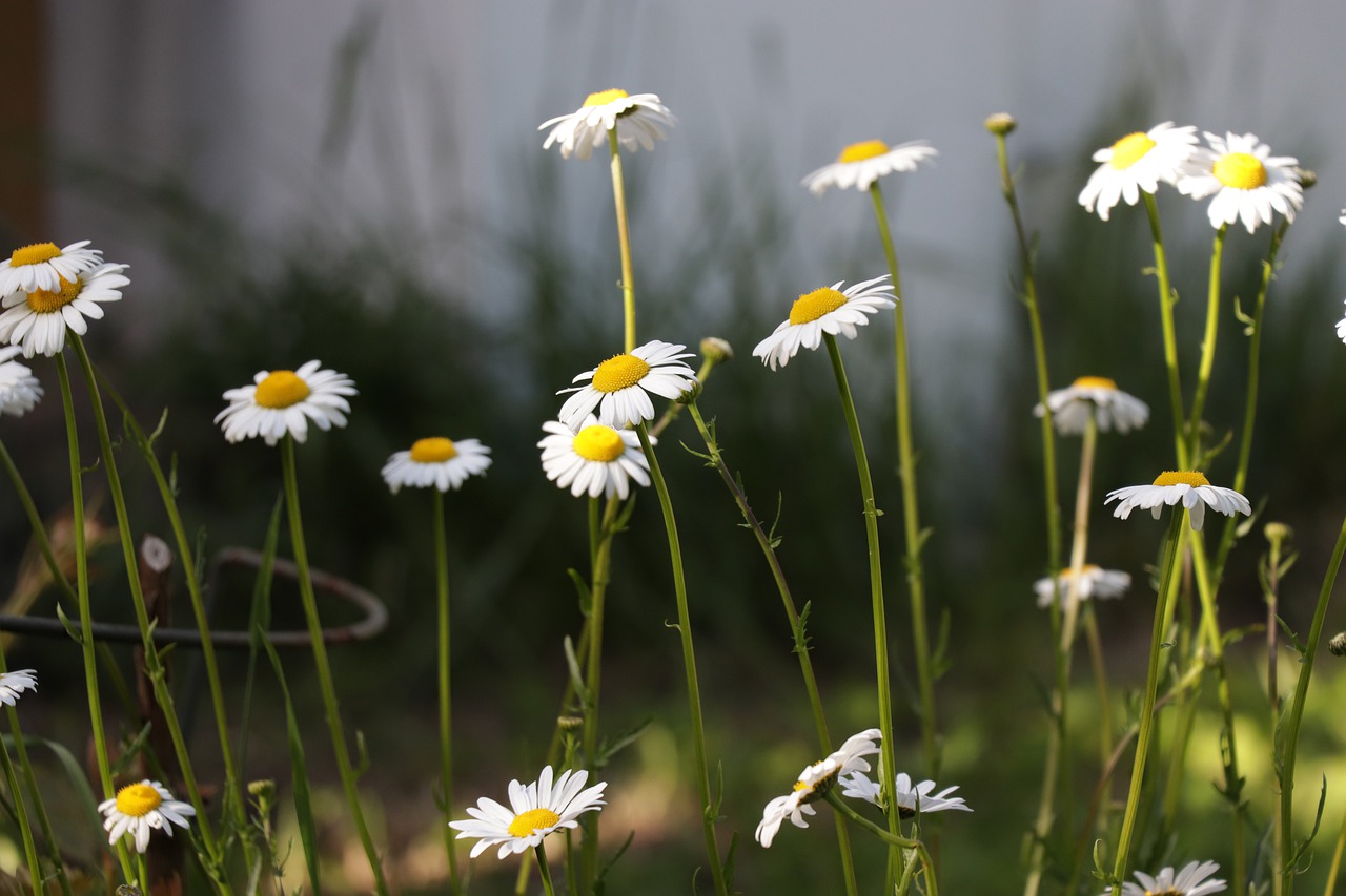 magerite  white  flower free photo