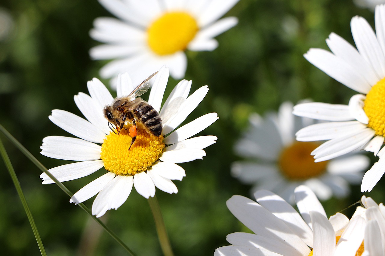 magerite  bee  nature free photo