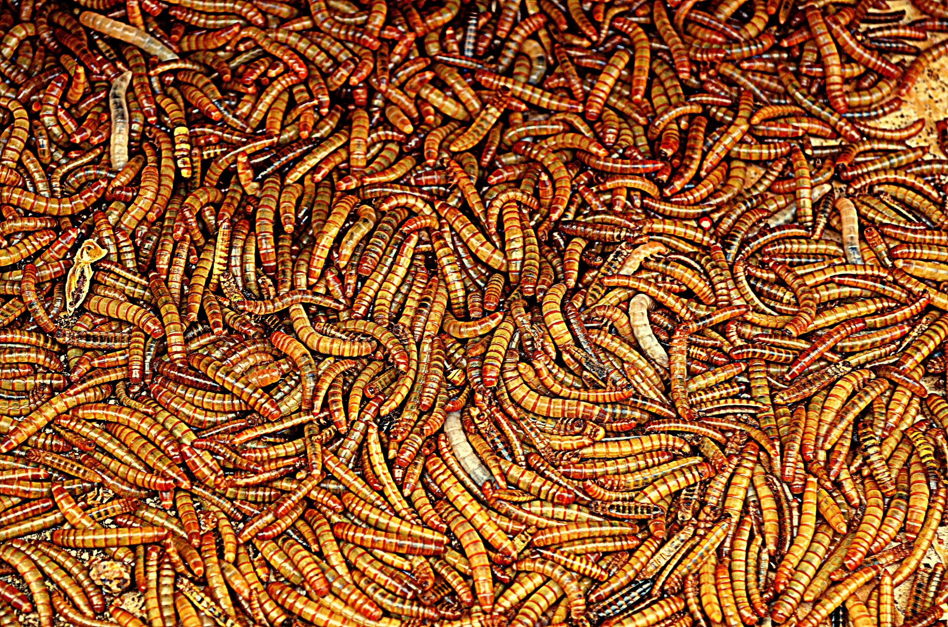maggot maggots larvae free photo