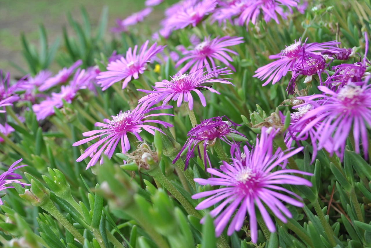 magic flower  a fleshy plant  mauve flower free photo