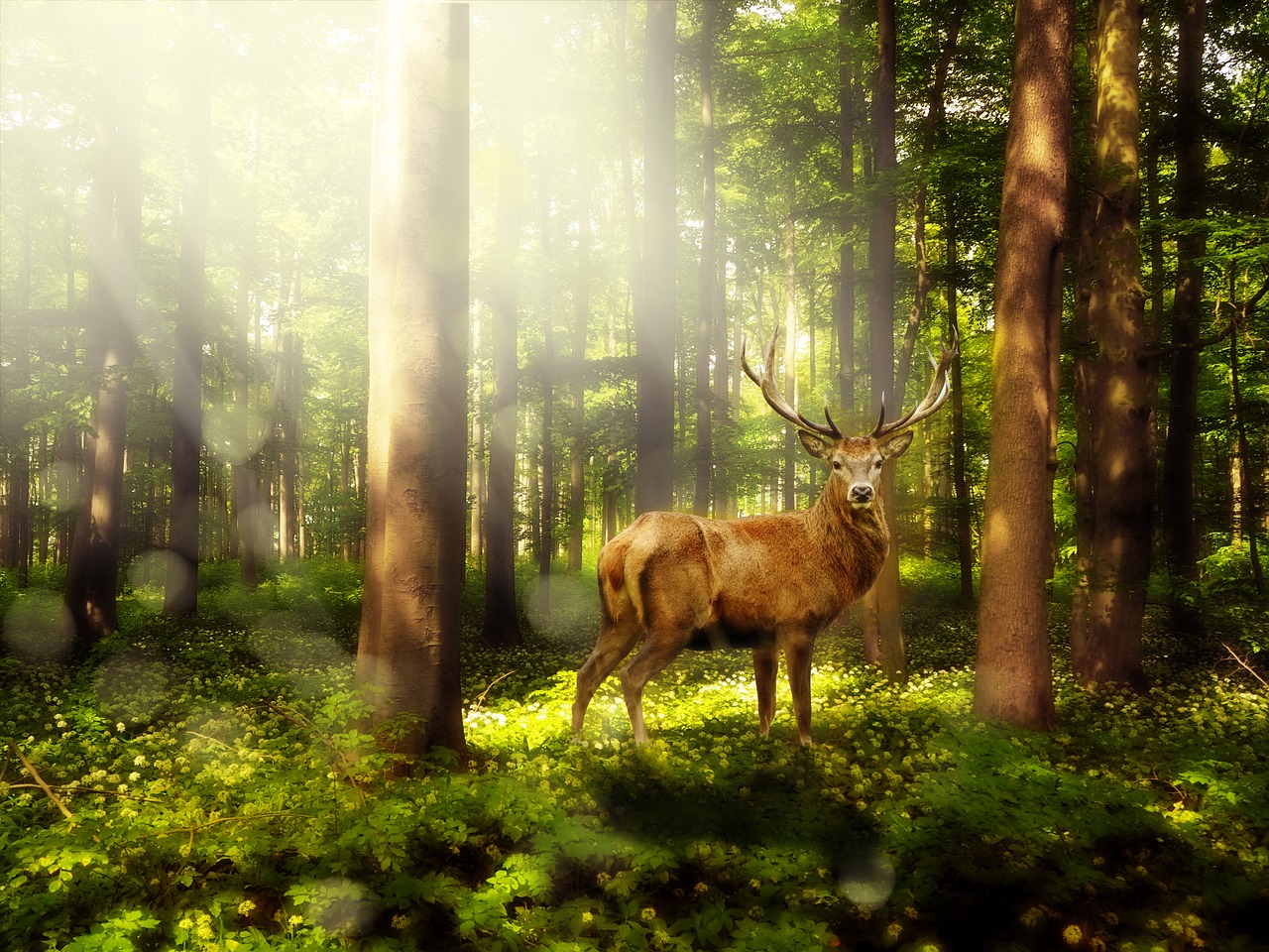 magic forest atmosphere mystical free photo