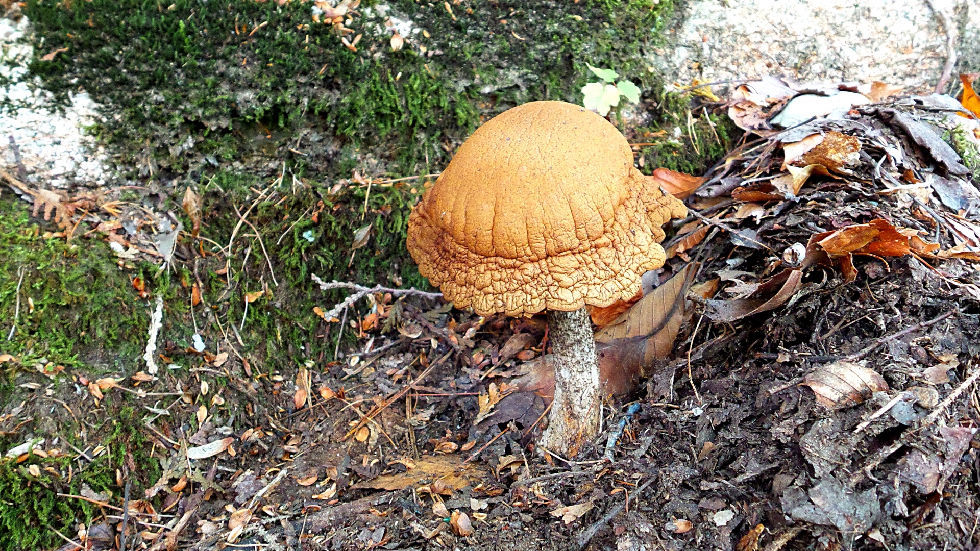 mushroom mushrooms toadstool free photo