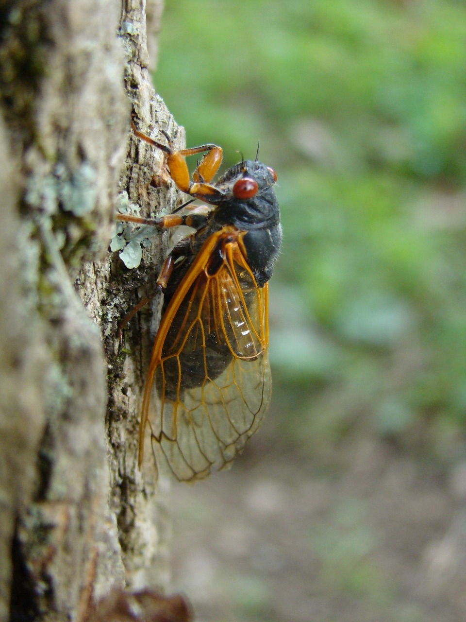 magicicada periodical cicada cicada free photo