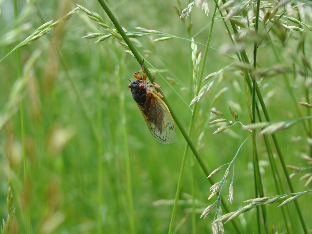 magicicada periodical cicada cicada