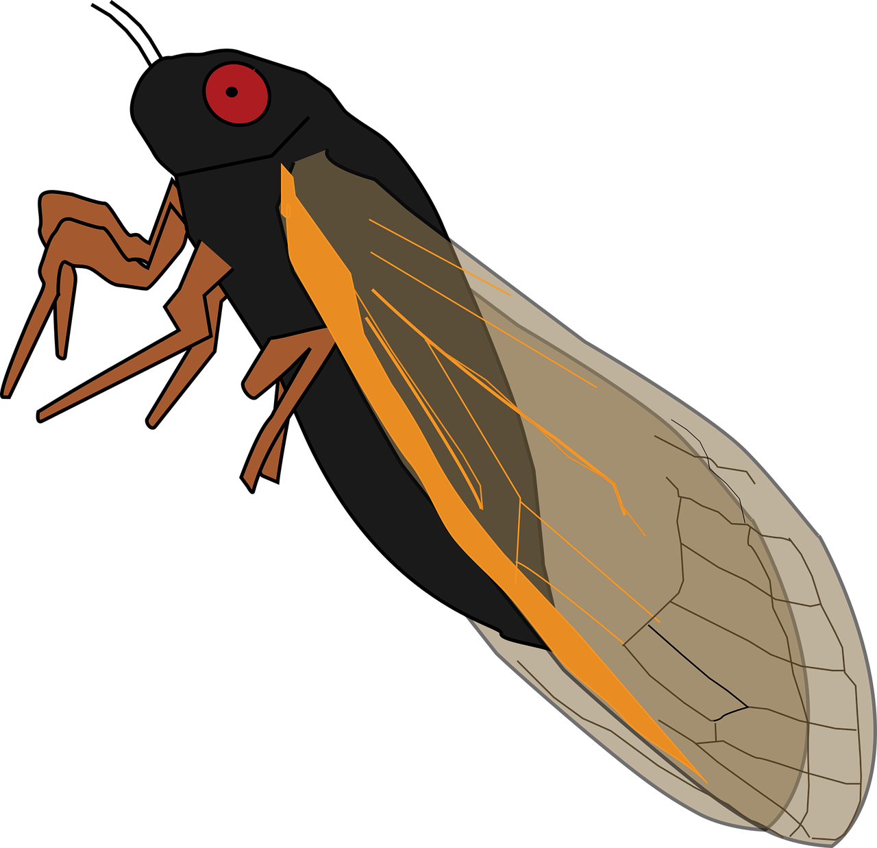 magicicada cicada vector free photo