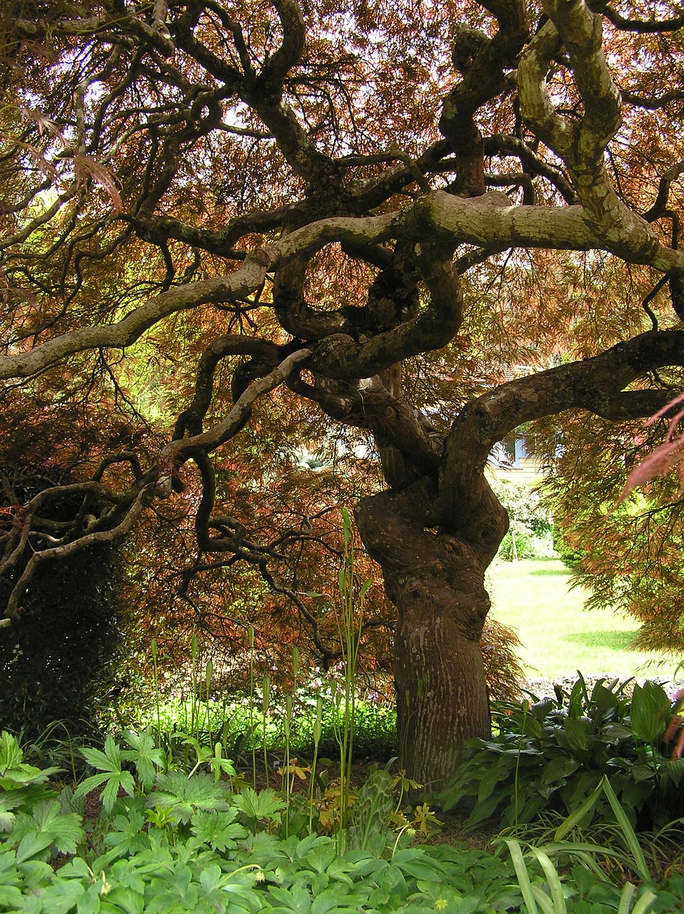magnificent weeping japanese maple free photo