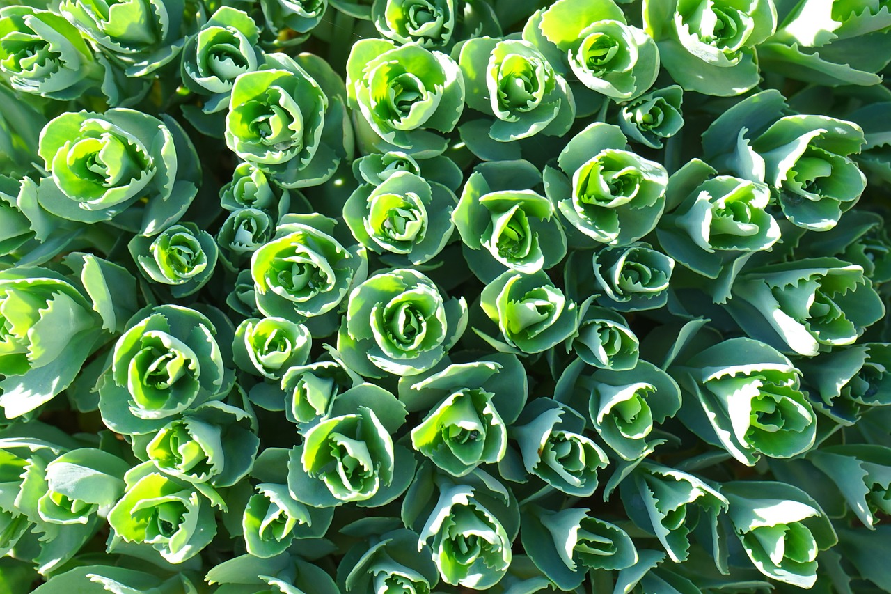 magnificent fat hen stonecrop leaves free photo