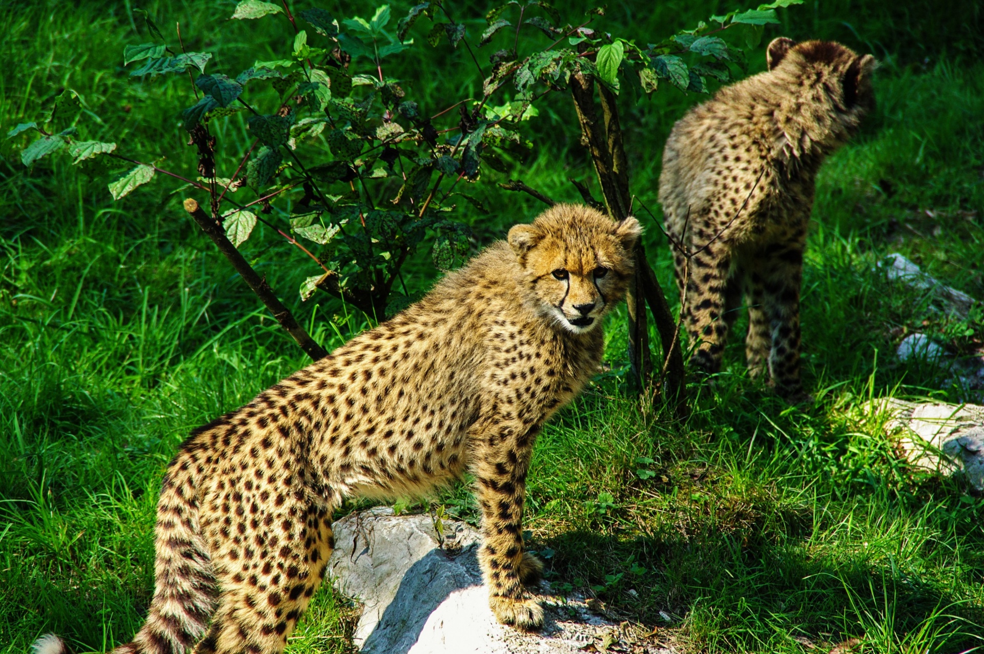 young cheetah cat free photo