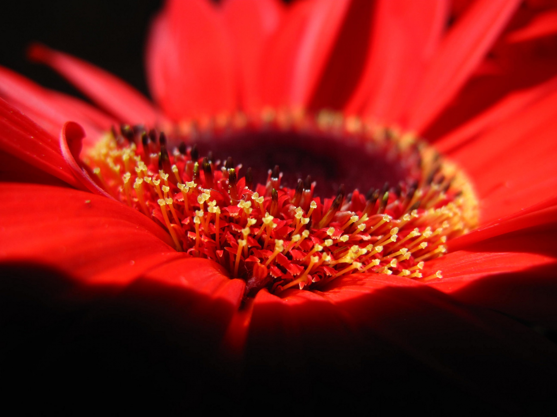 petals petal black free photo