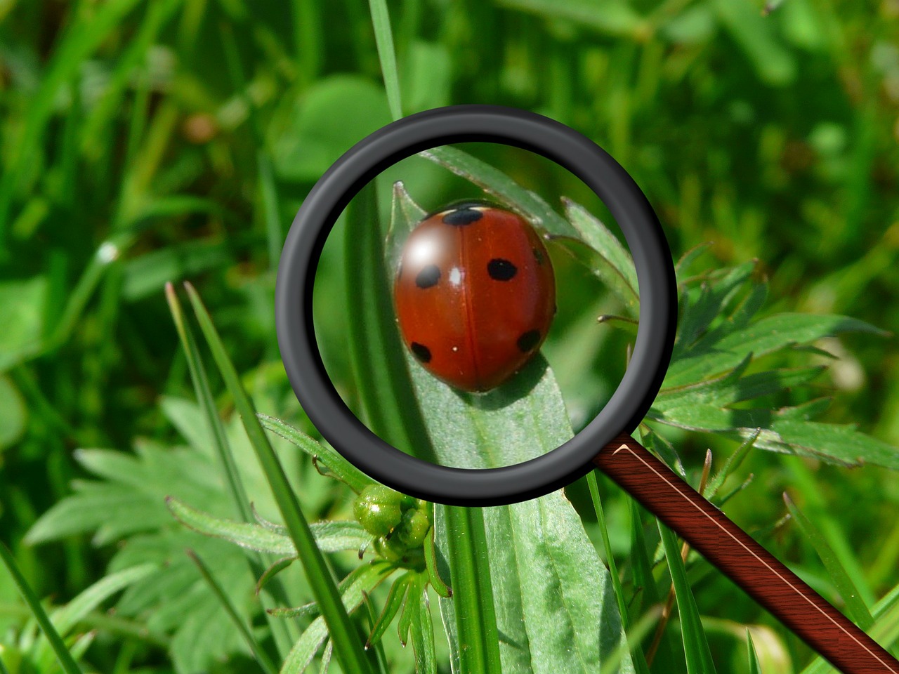 magnifying glass ladybug beetle free photo