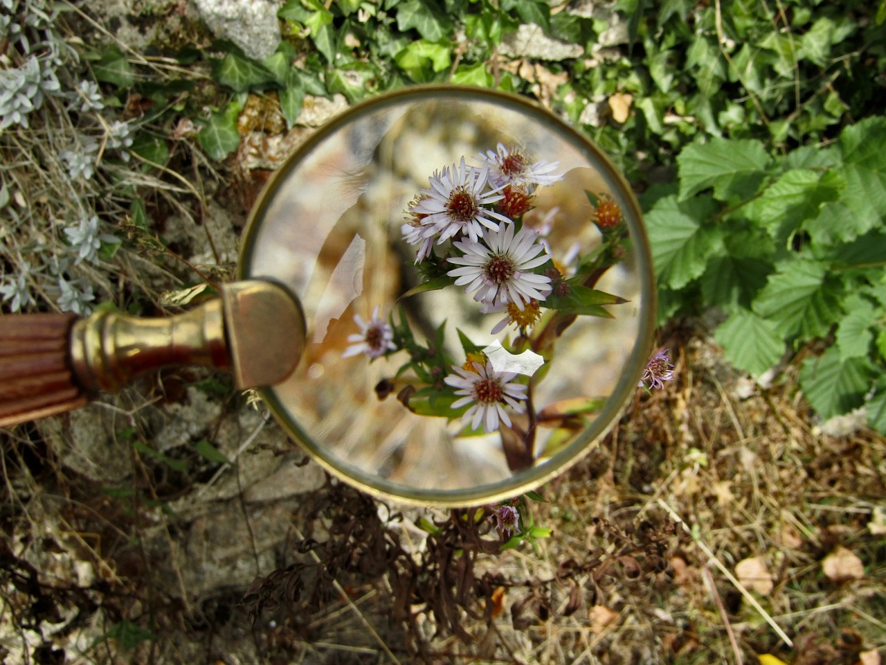 magnifying glass  flowers  plants free photo