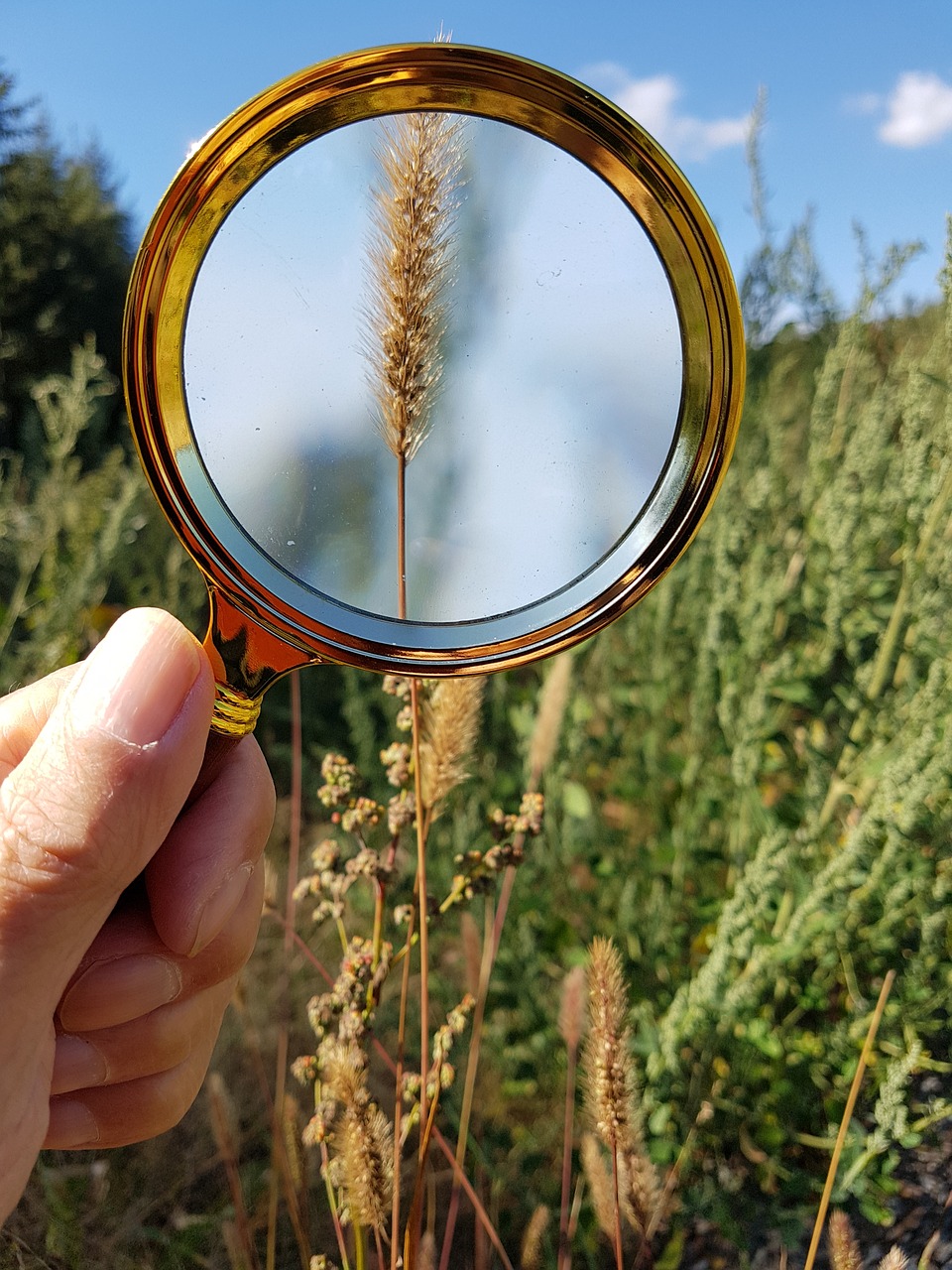 magnifying glass  magnification  nature free photo