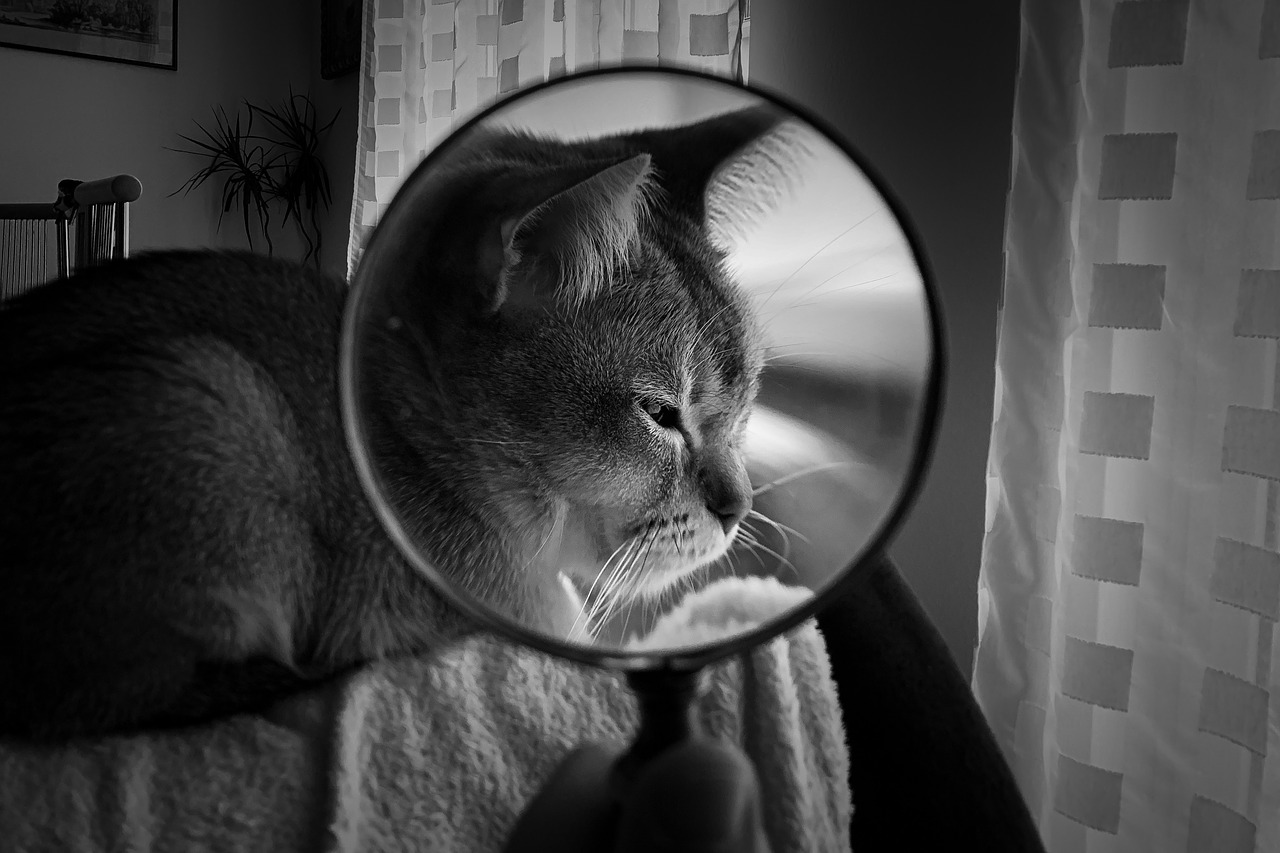 magnifying glass  cat  pet free photo