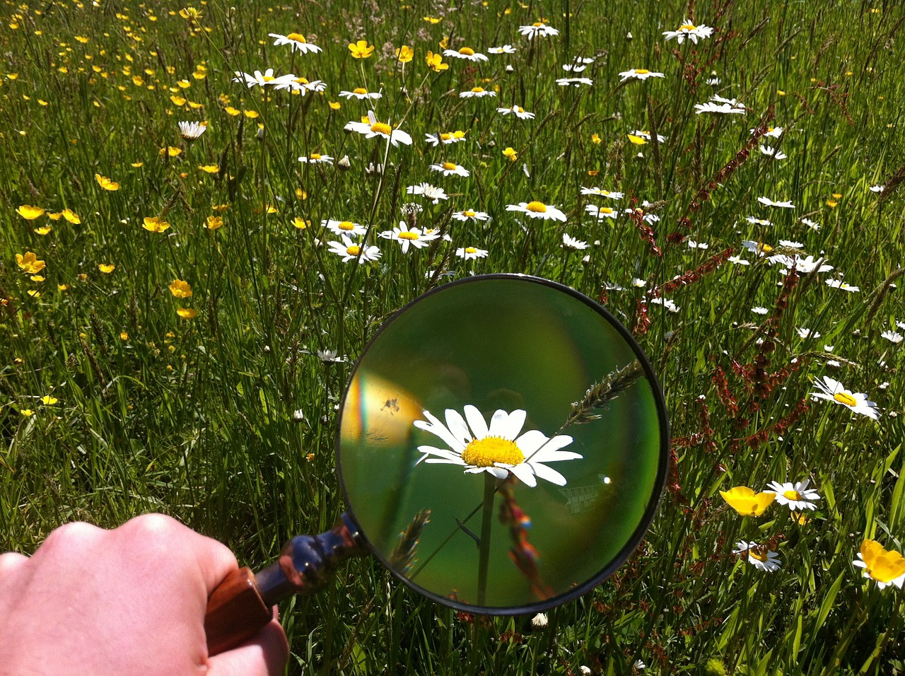 magnifying glass daisy field free photo