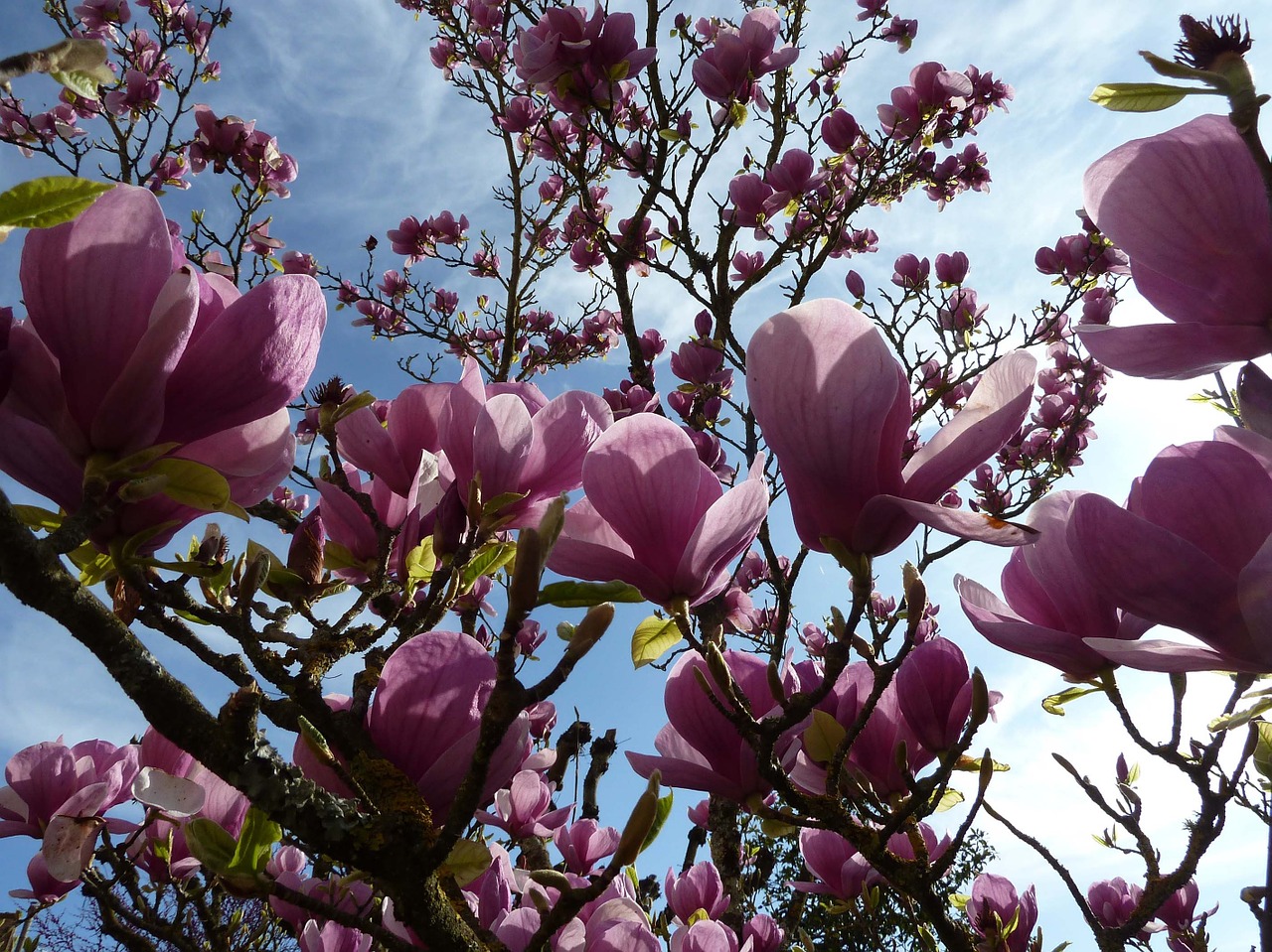 magniolia flowers tree free photo