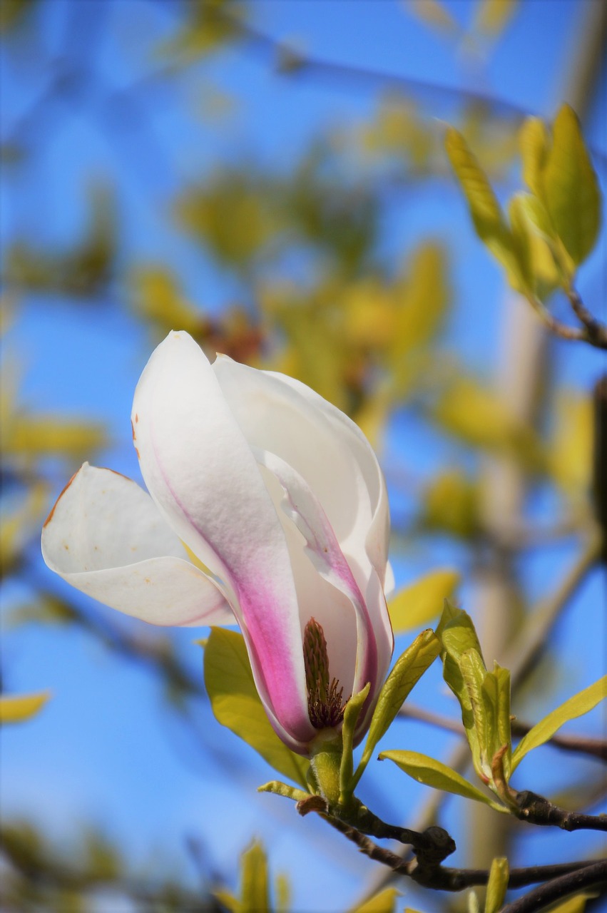 magniolia de soulanges  tree  spring free photo