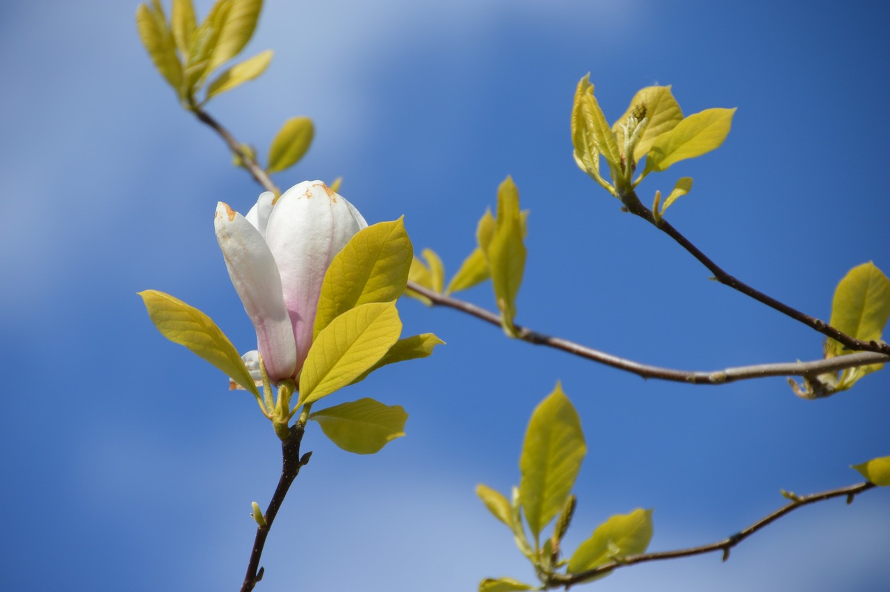 magniolia de soulanges  tree  spring free photo