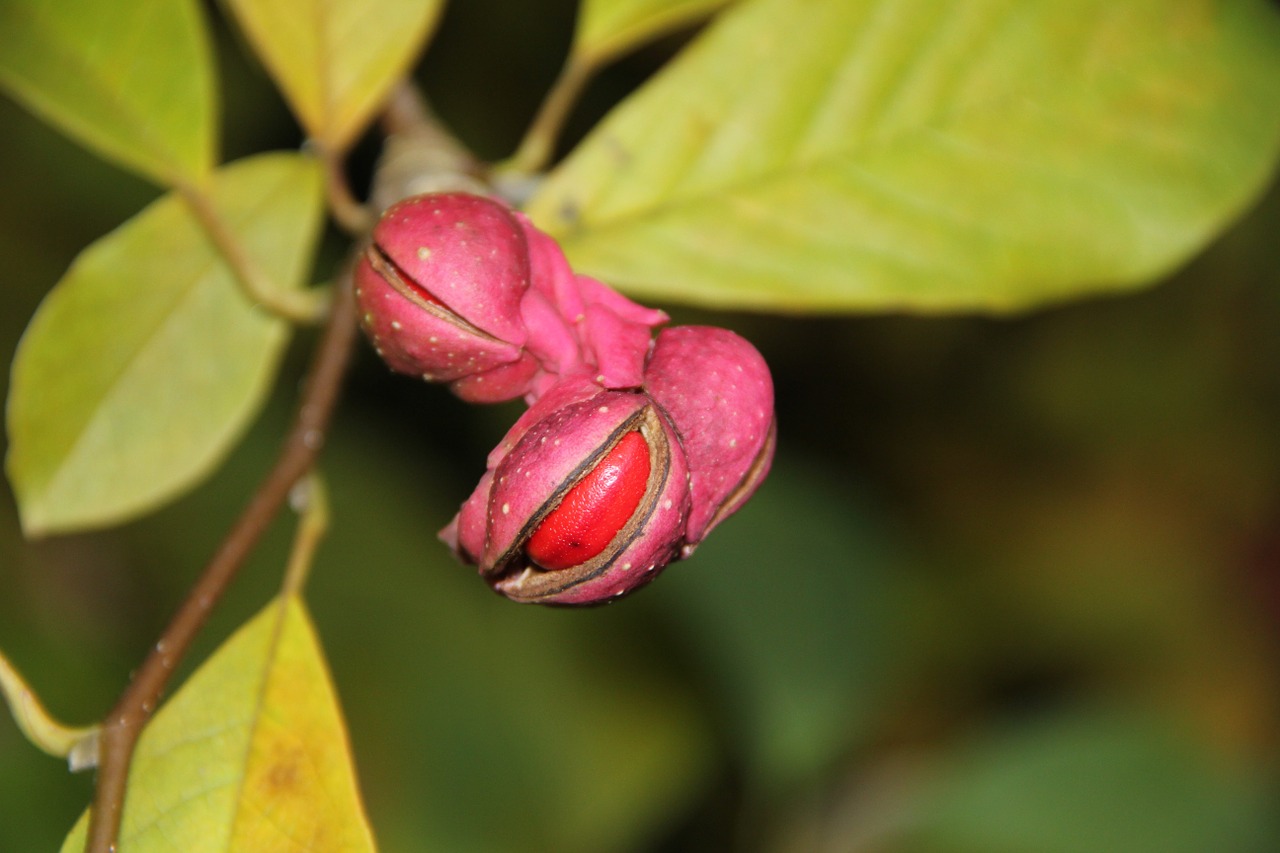 magnolia seed plant covered more slowly free photo