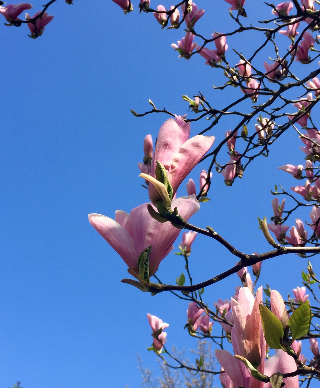 magnolia blue skies spring free photo