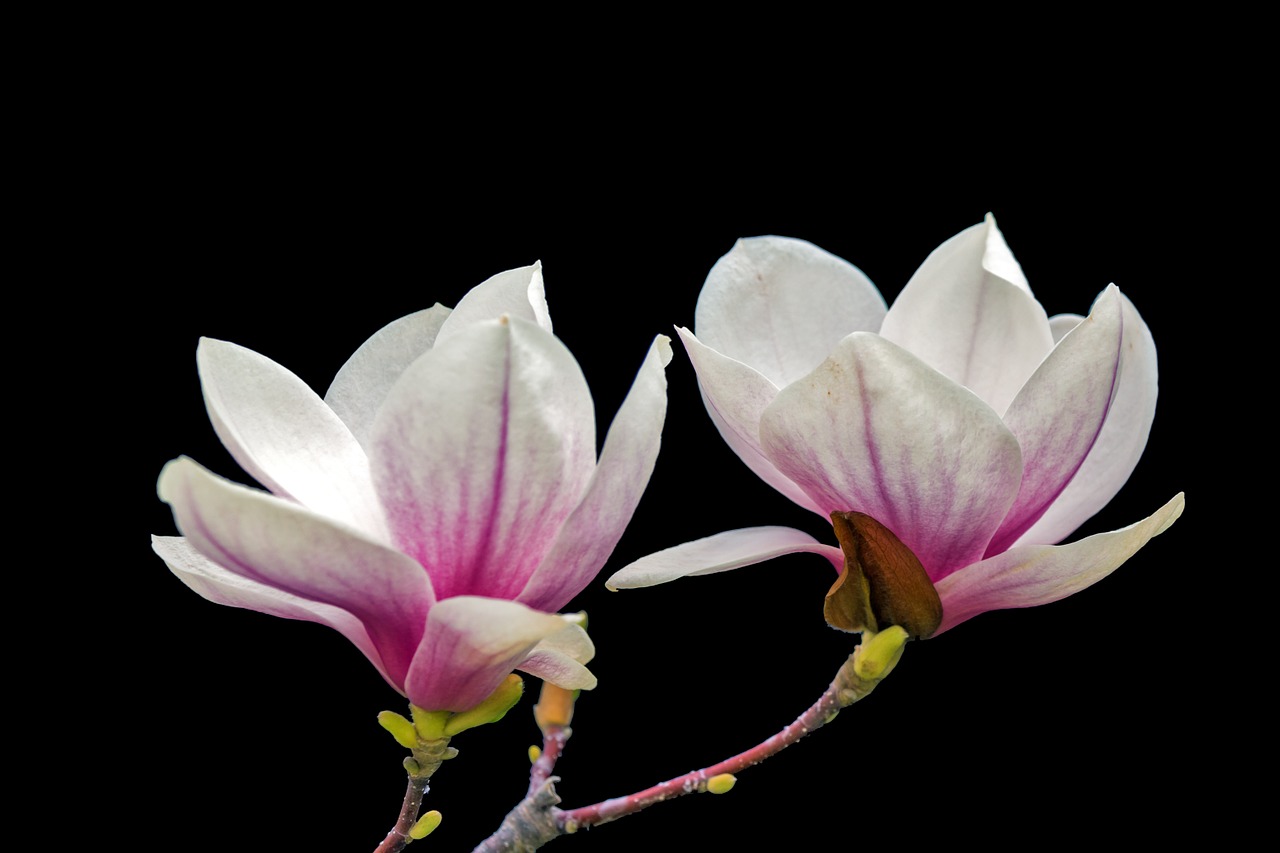 magnolia wood floral free photo