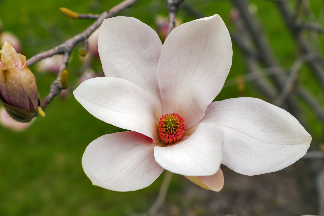 magnolia wood floral free photo