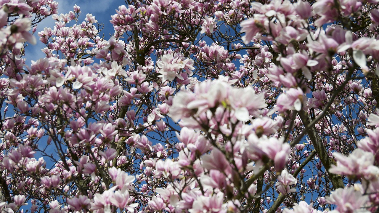 magnolia flower flowers free photo