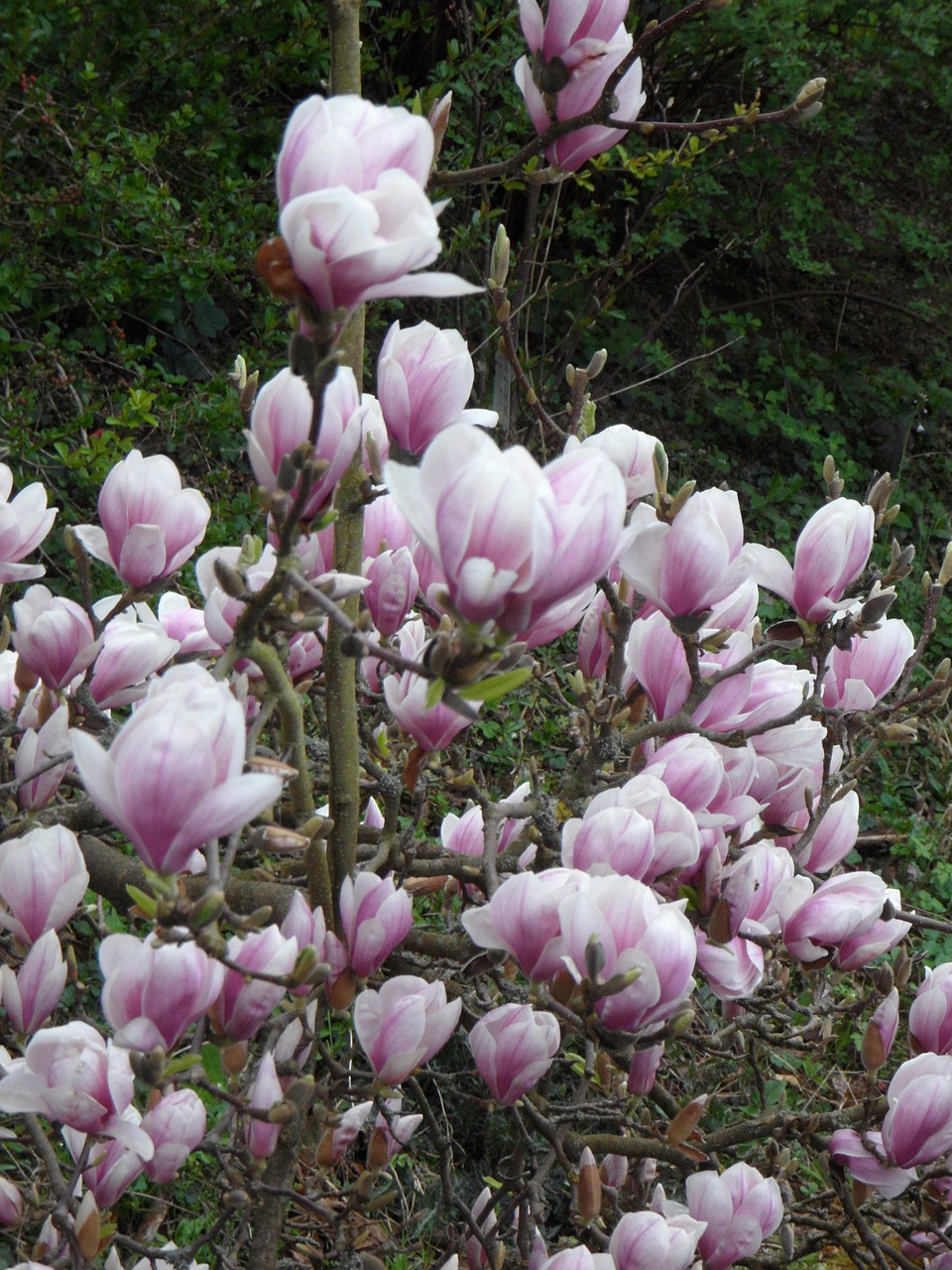 magnolia bloom pink free photo