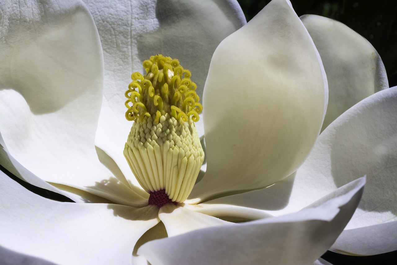 magnolia flowers park free photo