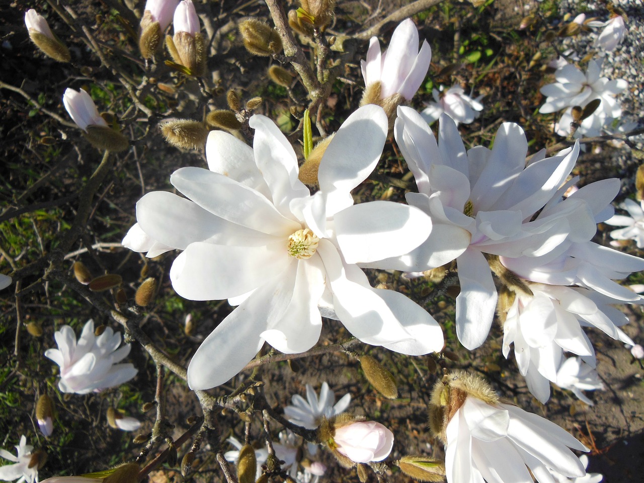 magnolia white flowering trees free photo