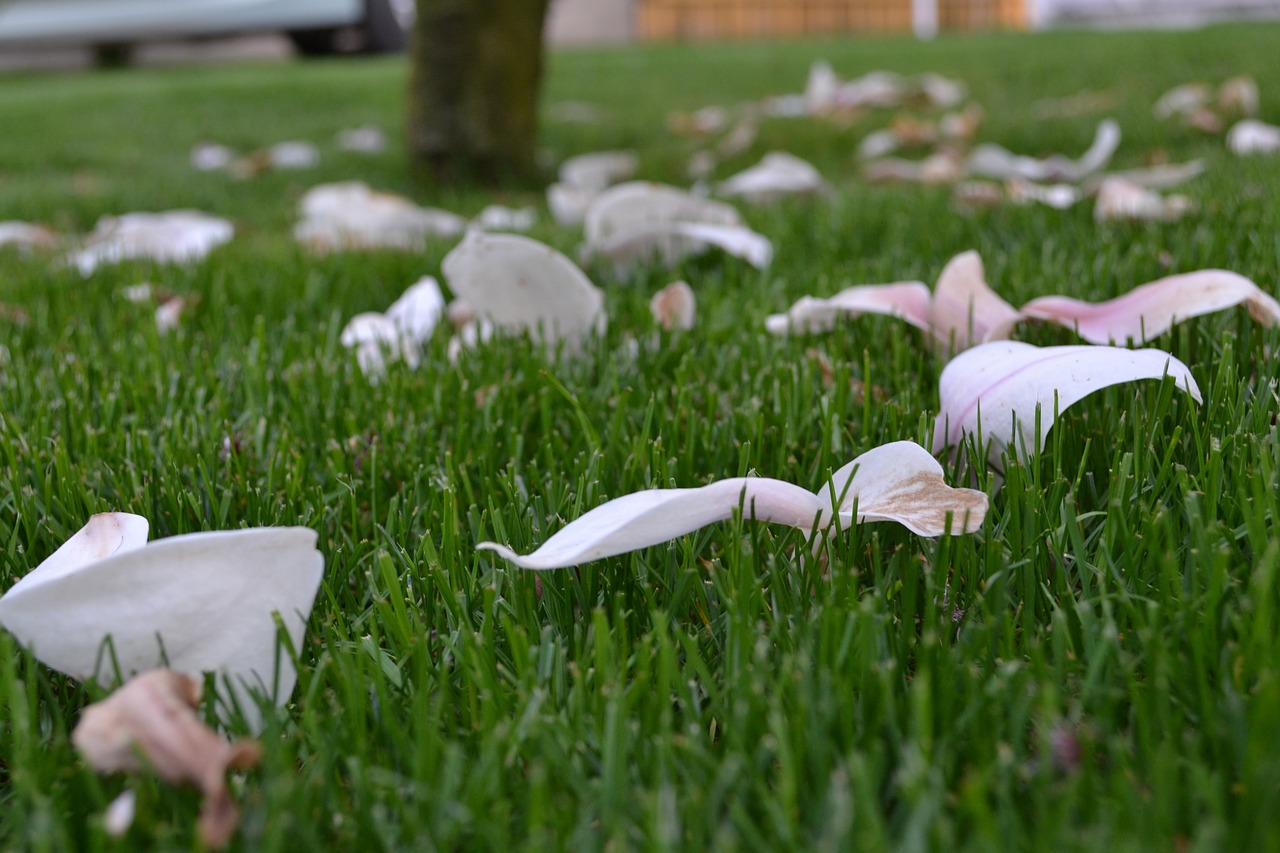 magnolia white flowers free photo