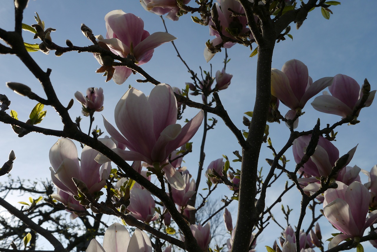 magnolia bush flowers free photo