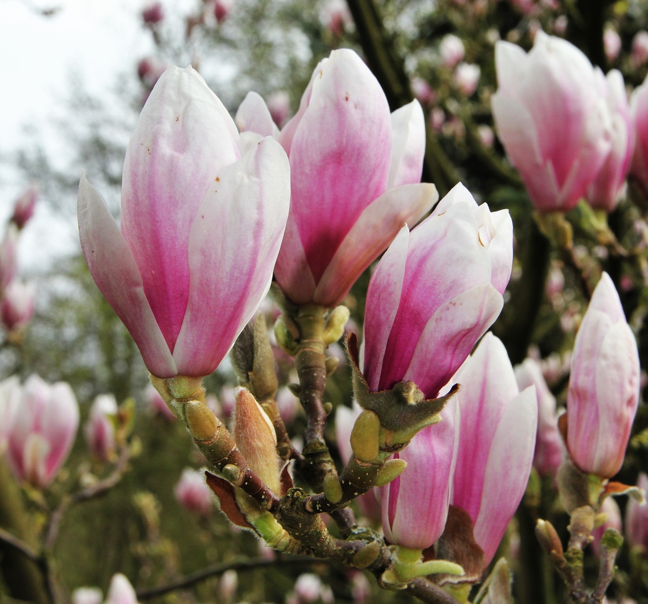 magnolia flower chalice fragrant free photo