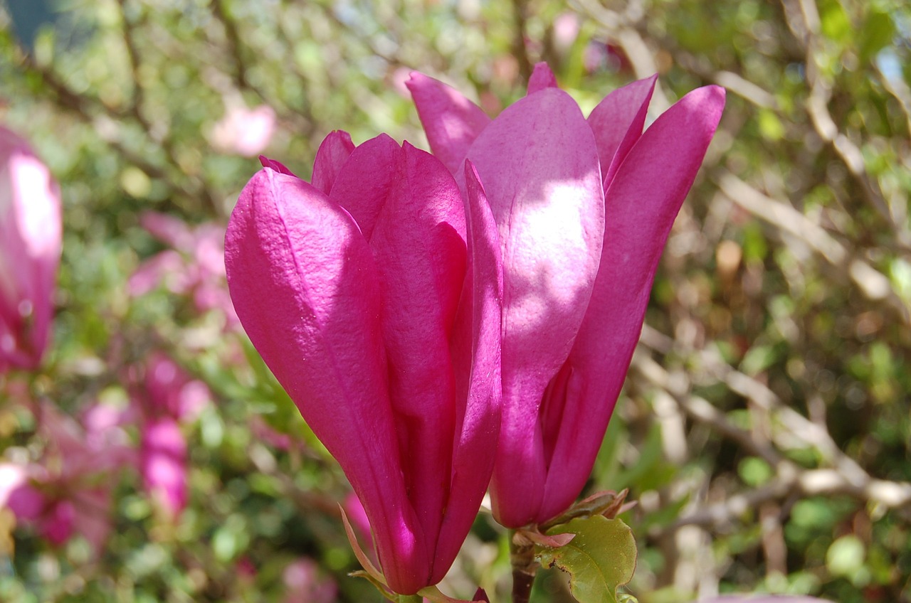 magnolia blossom bloom free photo