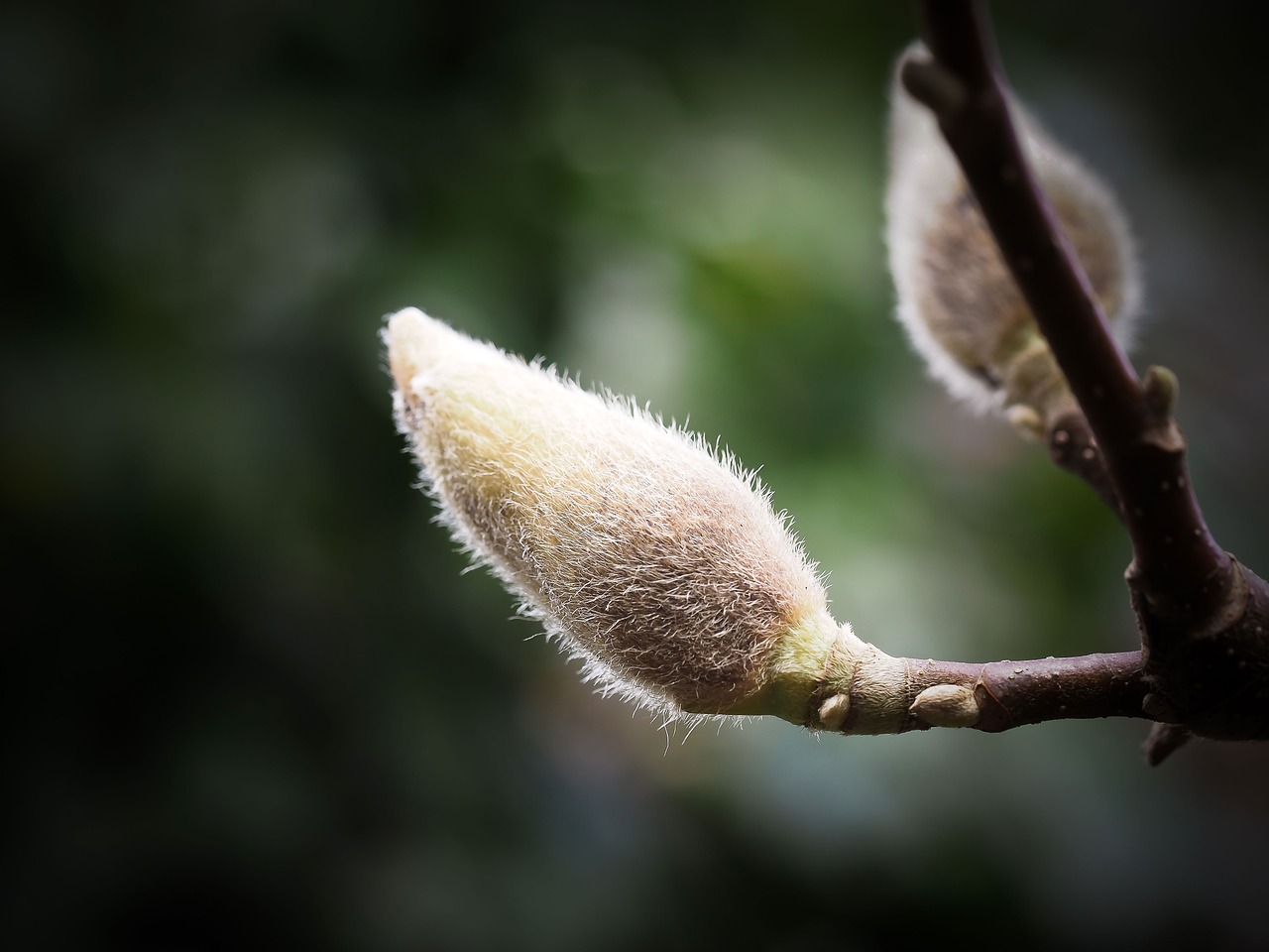 magnolia flower blossom free photo