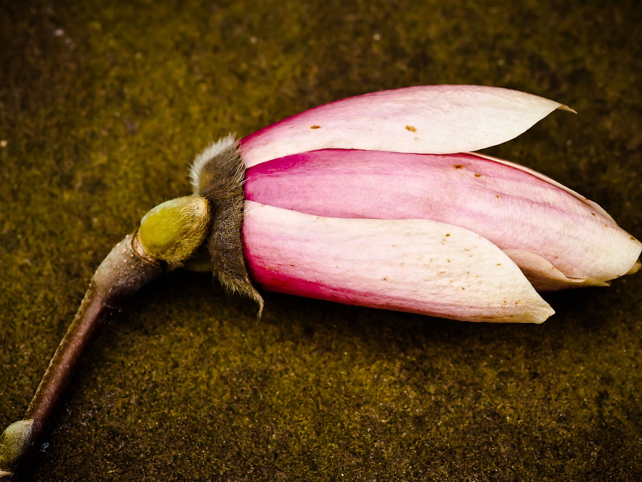 magnolia flower blossom free photo