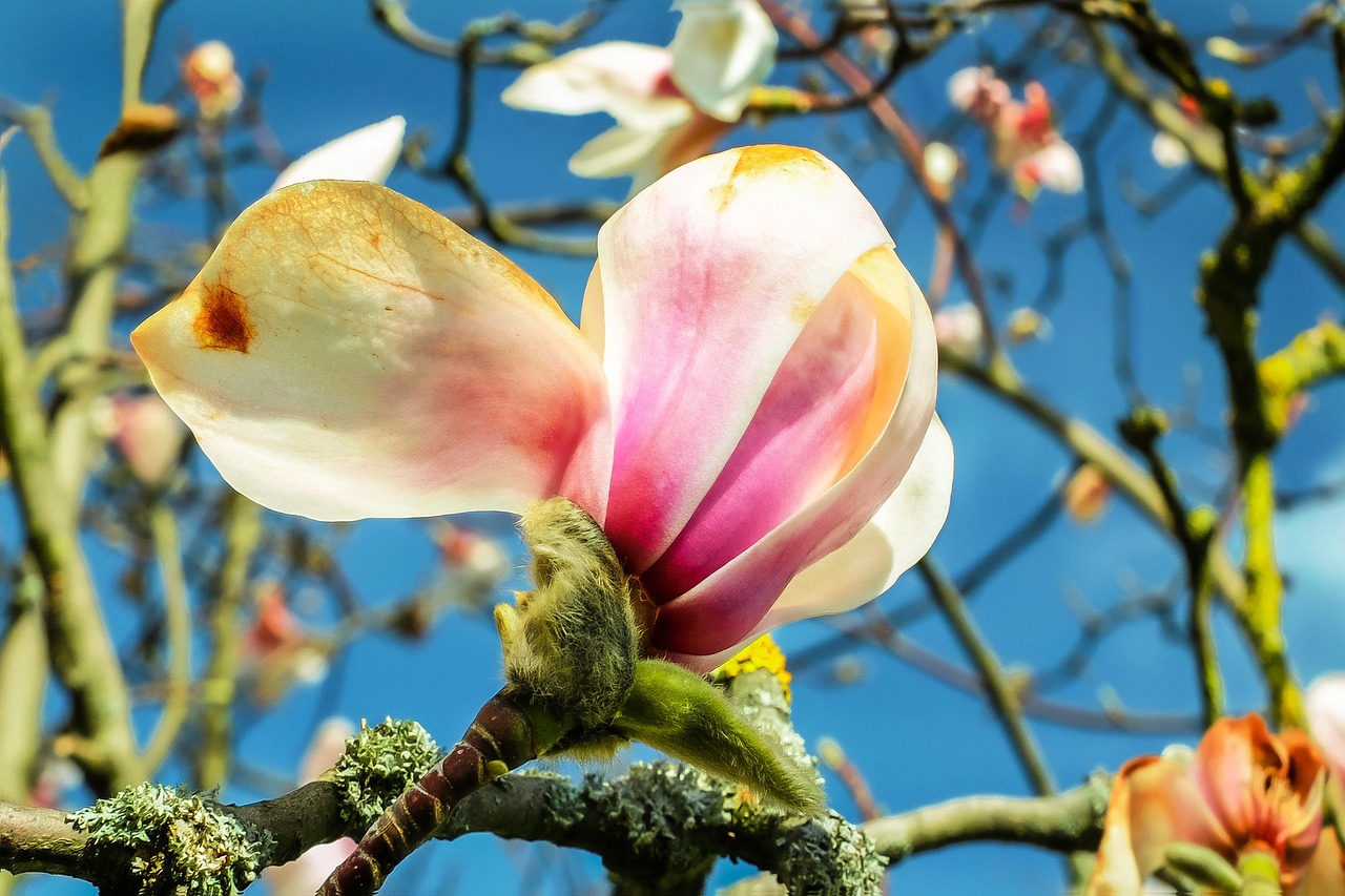 magnolia blossom bloom free photo