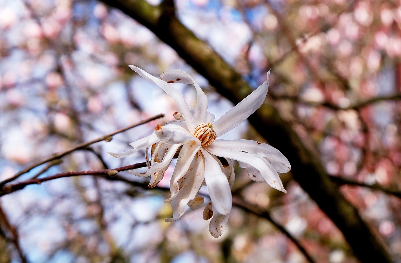 magnolia star magnolia blossom free photo