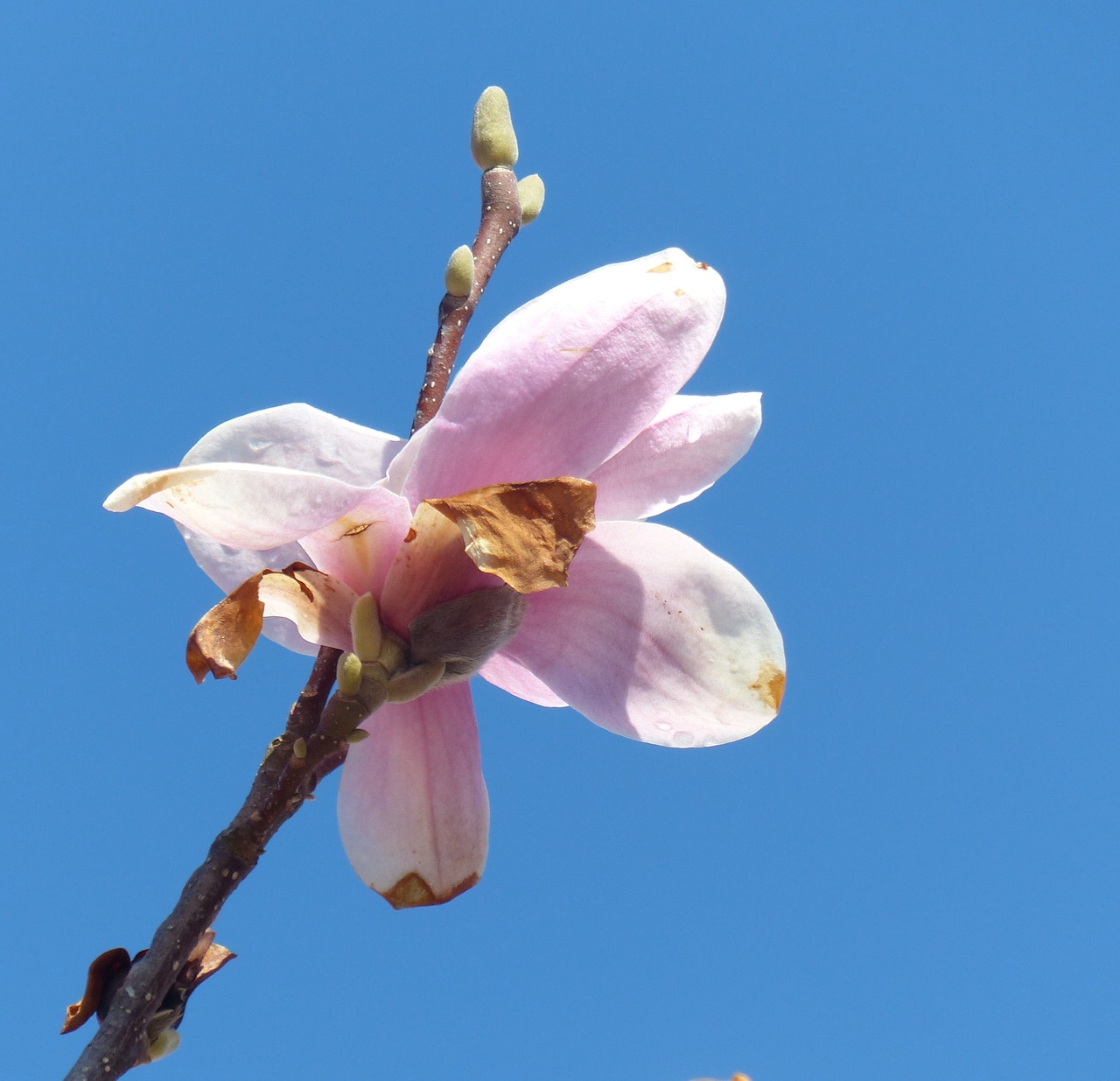 magnolia blossom bloom free photo