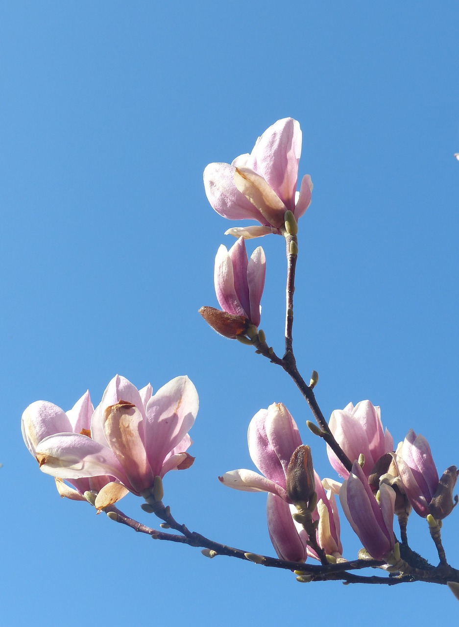 magnolia branch flowers free photo