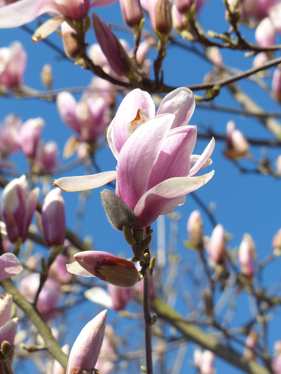 magnolia blossom bloom free photo