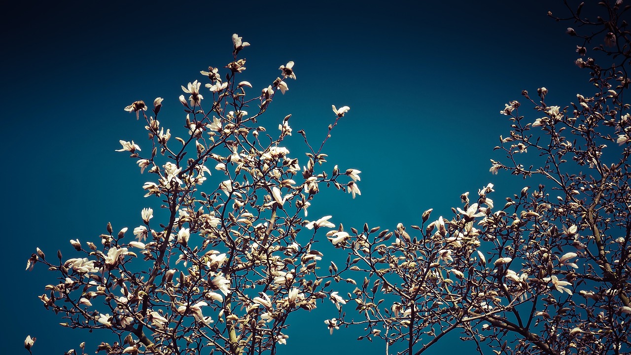magnolia magnolia tree spring free photo