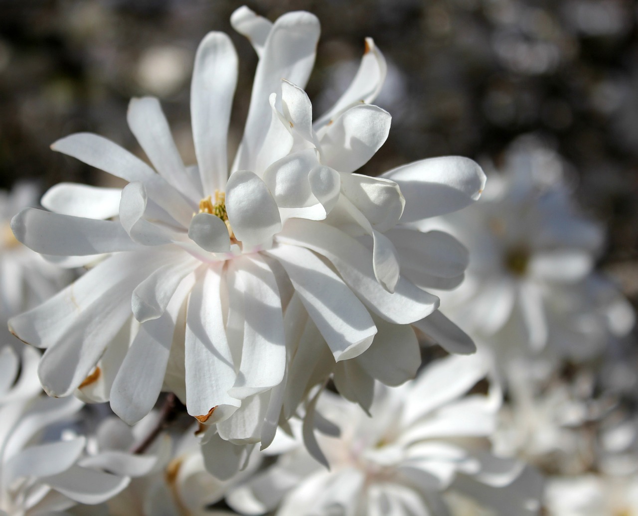 magnolia blossom white free photo