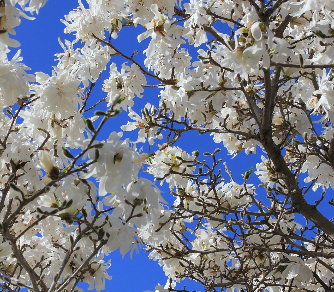 magnolia tree white free photo