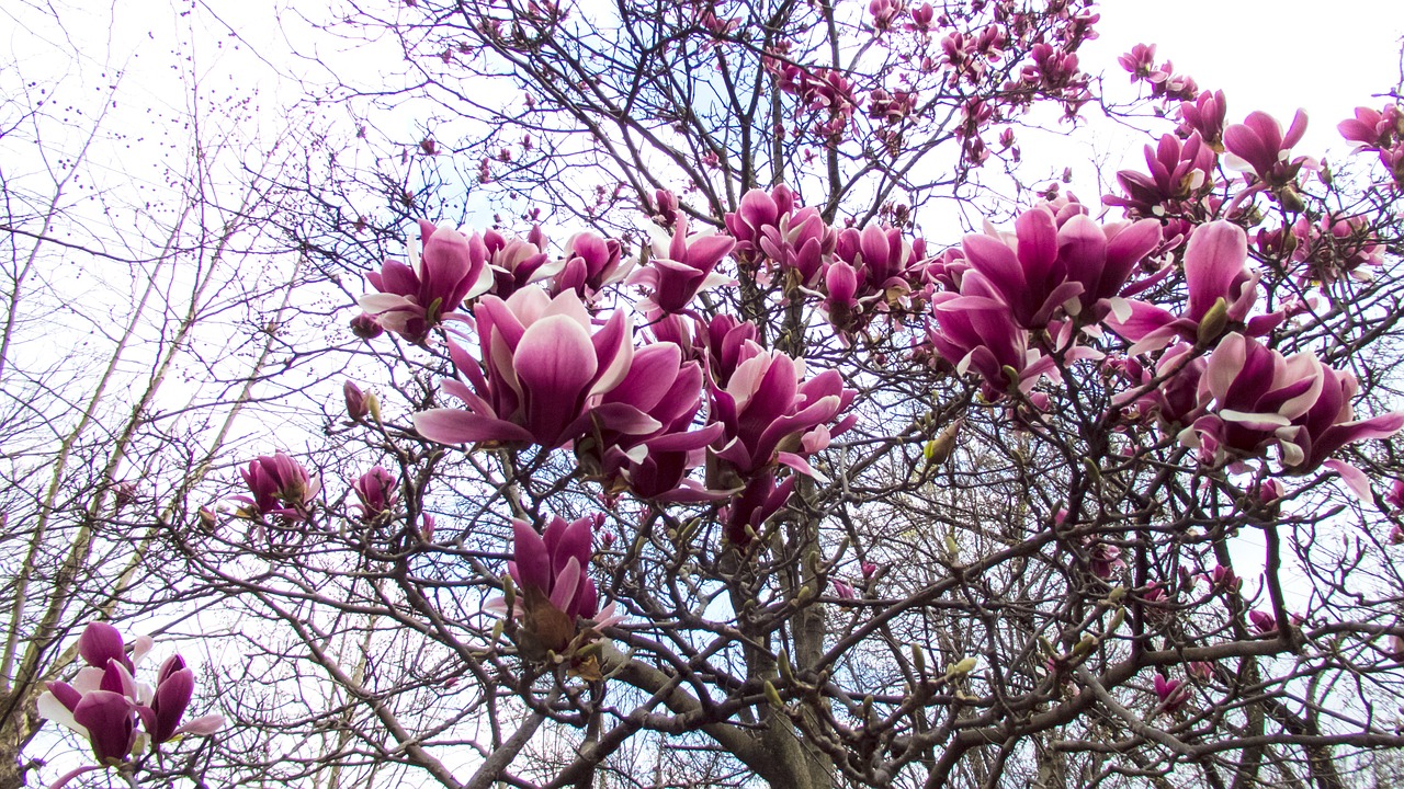 magnolia spring spring flowers free photo