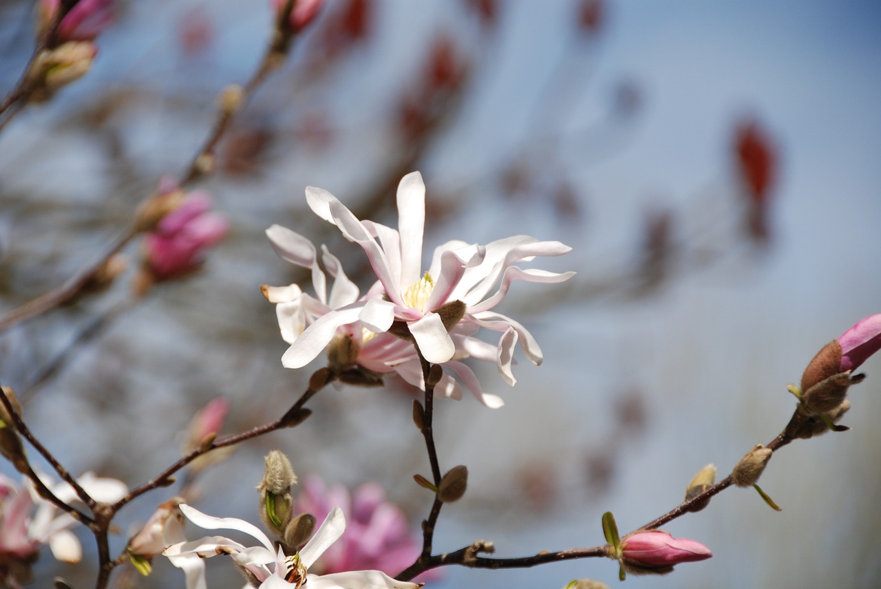 magnolia flowers bud free photo