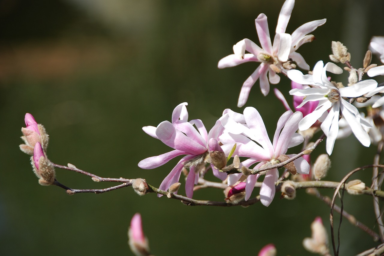 magnolia flowers bud free photo