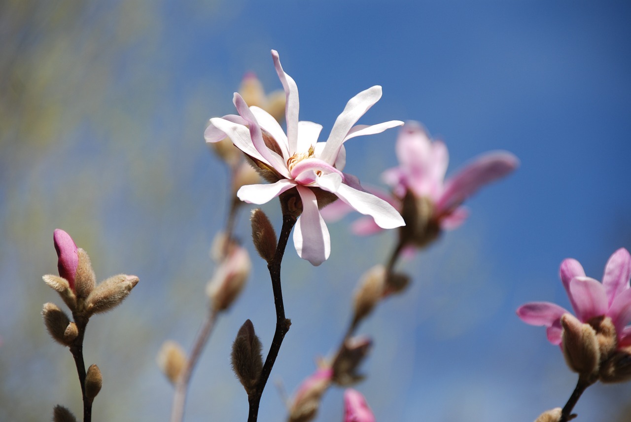 magnolia flowers bud free photo